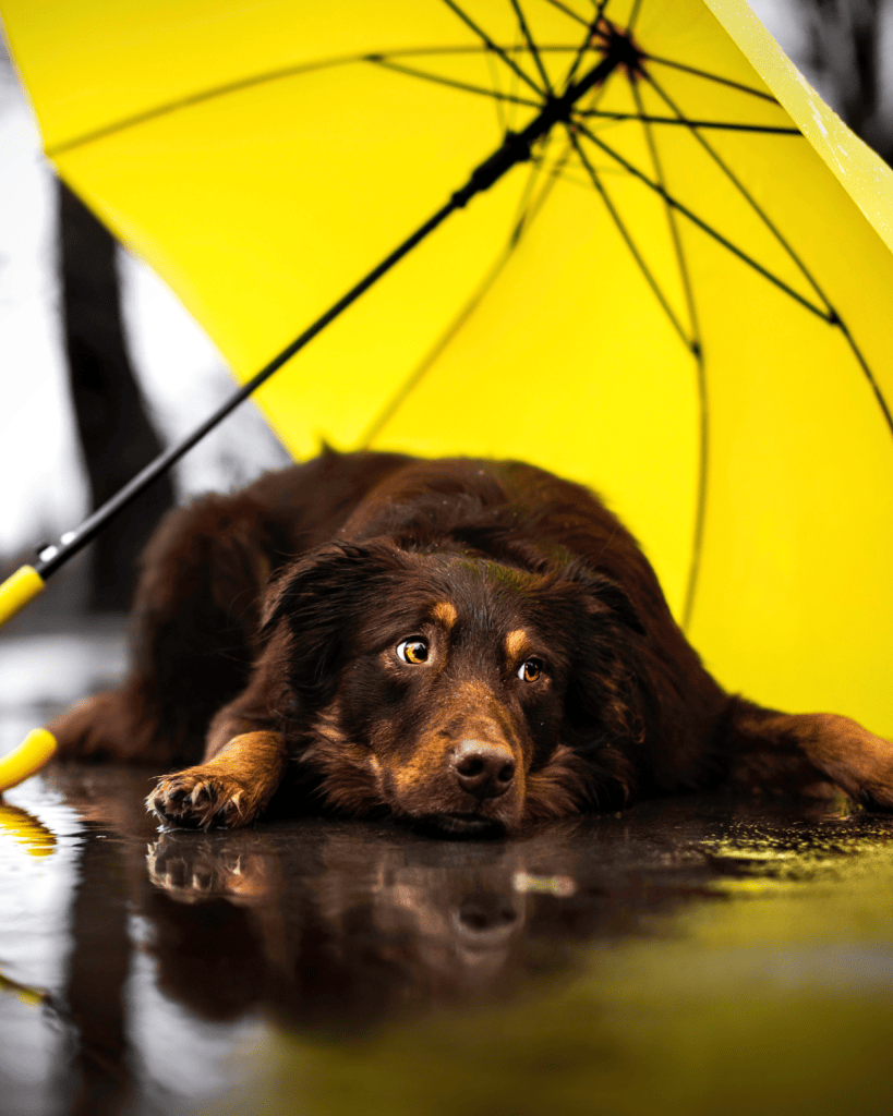 overcoming rain aversion1