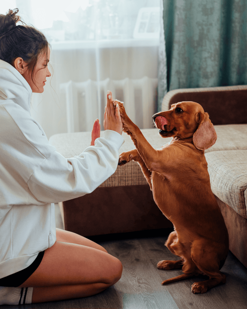 what does kennel club registered mean (5)
