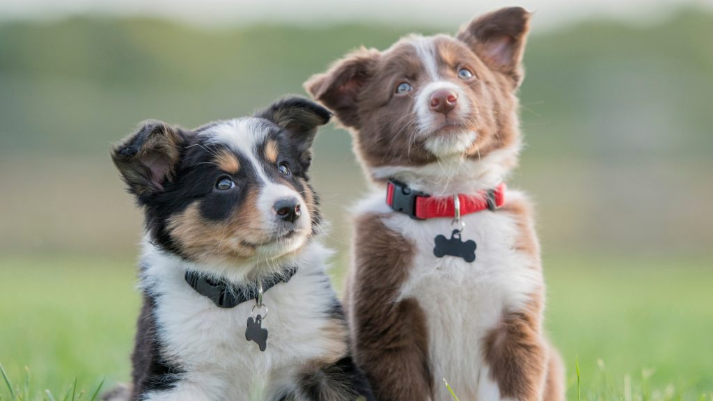 two puppies or one 1